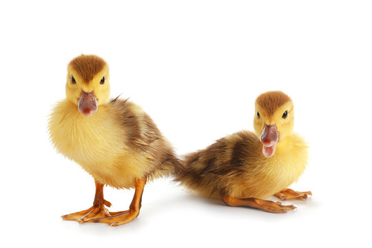 Cute ducklings on white background