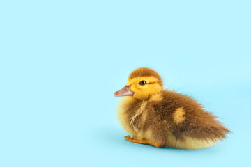 Cute duckling on blue background