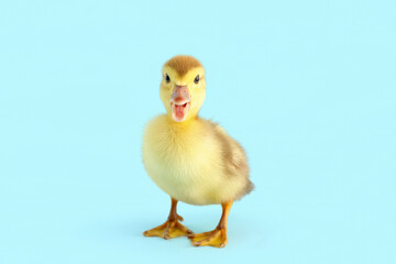 Cute duckling on blue background
