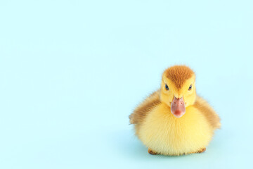 Cute duckling on blue background