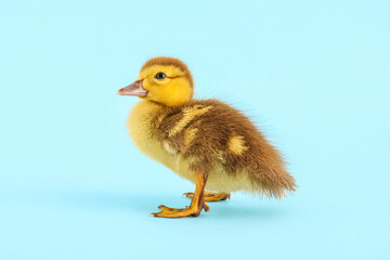 Cute duckling on blue background