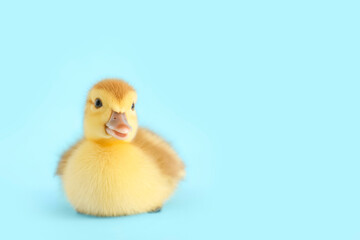 Cute duckling on blue background