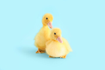 Cute ducklings on blue background