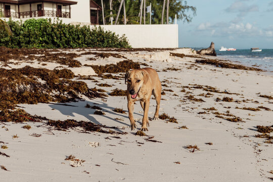 vue d'un chien brun à poil court de face qui marche vers la caméra sur une plage pleine d'algue sous la lumière d'un lever de soleil
