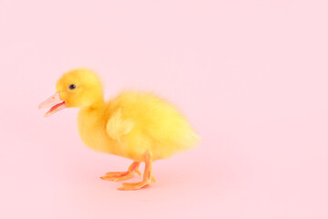 Cute duckling on pink background
