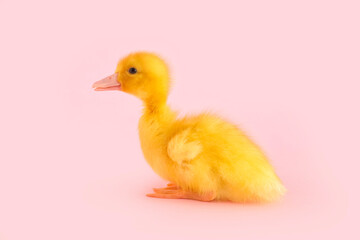 Cute duckling on pink background