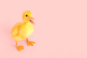 Cute duckling on pink background
