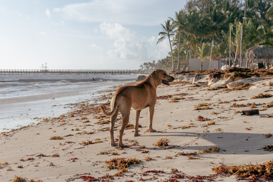 vue d'un chien brun à poil court de dos qui regarde à droite sur une plage pleine d'algue lors d'un lever de soleil 