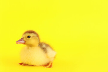 Cute duckling on yellow background