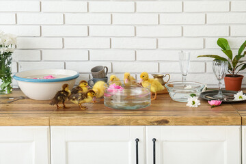 Bowls with water and cute ducklings in kitchen
