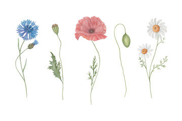 Set of watercolour red poppies, daisy and cornflower