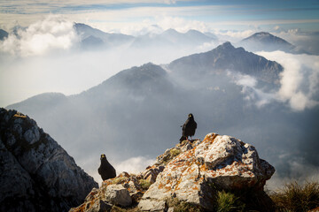 choughs at the peak of mountains in bavaria in autumn with panoramic view