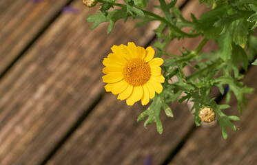Small yellow daisy plant example
