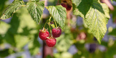Red raspberries in the garden on a sunny day.