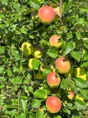 Apples fruits on tree in orchard.