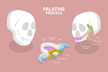 3D Isometric Flat Vector Conceptual Illustration of Palatine Process, Educational Diagram - obrazy, fototapety, plakaty