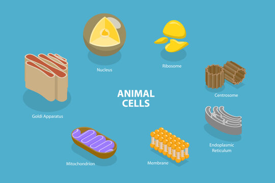 3D Isometric Flat Vector Conceptual Illustration of Animal Cells, Educational Diagram