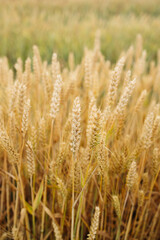 Wheat Field. Ears of wheat close up. Harvest and harvesting concept. Summer time. Grain deal. 