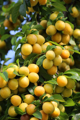 On the branch ripen fruits of plums (Prunus cerasifera).
