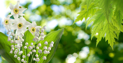 beautiful white lily of the valley flowers on a green abstract background