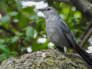 Gray Catbird