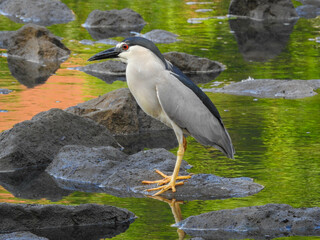 Black-crowned night heron