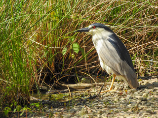 Black-crowned night-heron