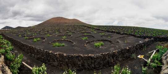 Landscape with Lanzarote-style cultivated vineyards in the Canary Islands, Spain