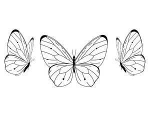 butterfly illustration doodle contour Exotic butterfly wild insect in a watercolor style isolated