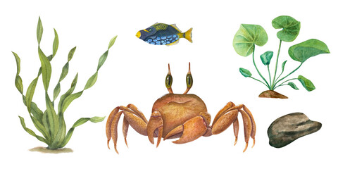 Watercolor set of crab, fish, underwater stone, sea green weeds. Aquatic illustration isolated on...
