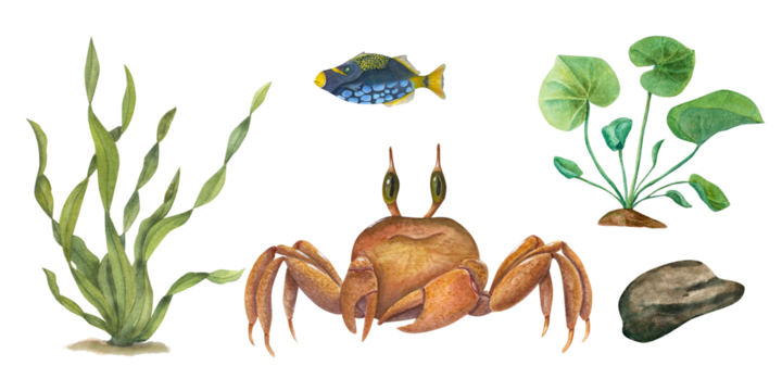 Watercolor set of crab, fish, underwater stone, sea green weeds. Aquatic illustration isolated on white background. For decorating children's party, books, stationery, print, background. - Powered by Adobe
