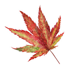 Watercolor illustration of autumn Japanese maple leaves for harvest, maple admiration, Halloween, birthday, red leaf hunting, momiji-gari. Elements isolated on white background.