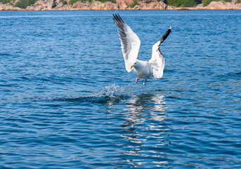 Sea gull during take off at sea.