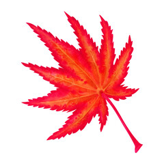 Watercolor illustration of autumn Japanese maple leaves for harvest, maple admiration, Halloween, birthday, red leaf hunting, momiji-gari. Elements isolated on white background.
