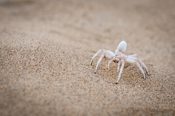 the cartwheeling spider the little five Animals namibia dancing white lady