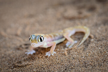 the little five Animals