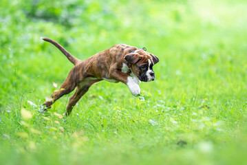 Brindle boxer puppy 9 weeks, with natural tail and ears, have fun on green blurred background