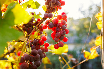 Blue grapes in a vineyard at sunset. Ripe grapes in the fall