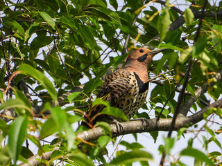 Northern Flicker Woodpecker