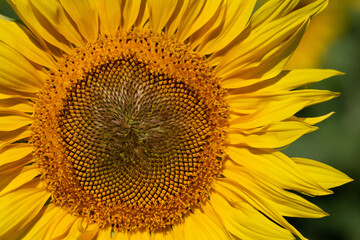 Close-up of a sunflower with yellow petals. The pollen can be seen in the middle.