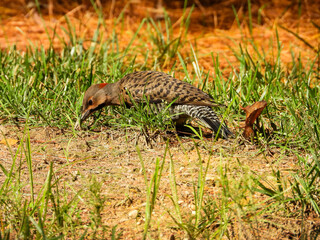 Northern Flicker Woodpecker