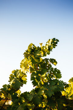 Sunny California Vineyard Scene with Vines, Grapes,  and Green Foliage