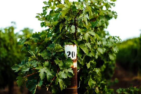 Sunny California Vineyard Scene with Vines, Grapes,  and Green Foliage
