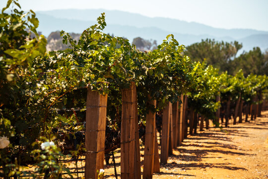 Sunny California Vineyard Scene with Vines, Grapes,  and Green Foliage