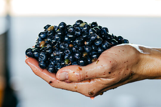 Colorful Grape Clusters During Harvest in California's Wine Industry with and without hands