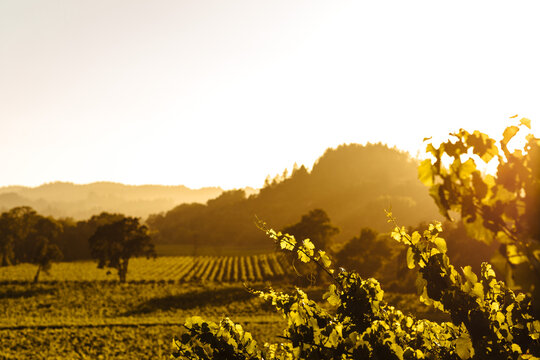 Sunny California Vineyard Scene with Vines, Grapes,  and Green Foliage