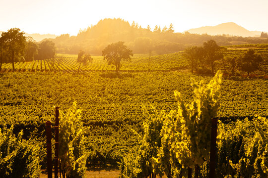Sunny California Vineyard Scene with Vines, Grapes,  and Green Foliage