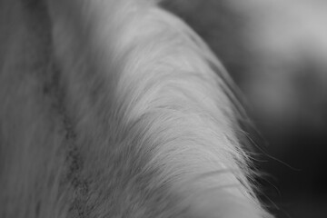 Healthy soft white horse mane hair closeup with blurred background.