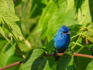 Indigo Bunting