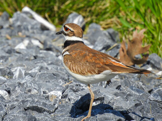 Killdeer Bird